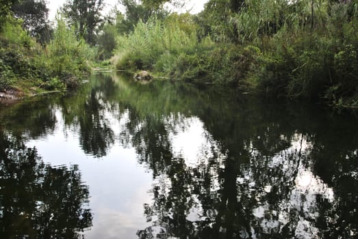 Calm water river through lush vegetation. Colors of nature