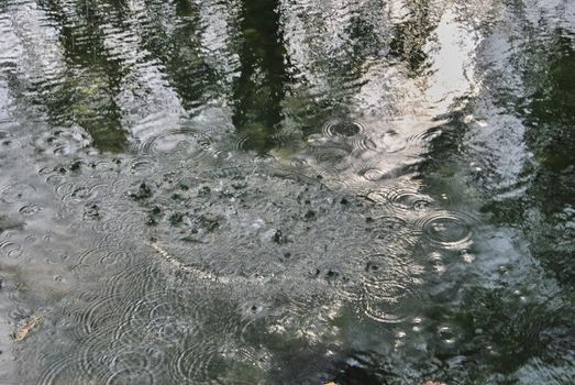 Calm water river through lush vegetation. Colors of nature