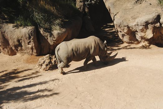 Rhinoceros walking on the sand. Colors of nature