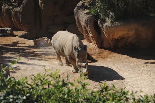 Rhinoceros walking on the sand. Colors of nature