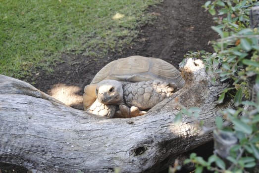 Big turtle climbing up a big log. Colors of nature