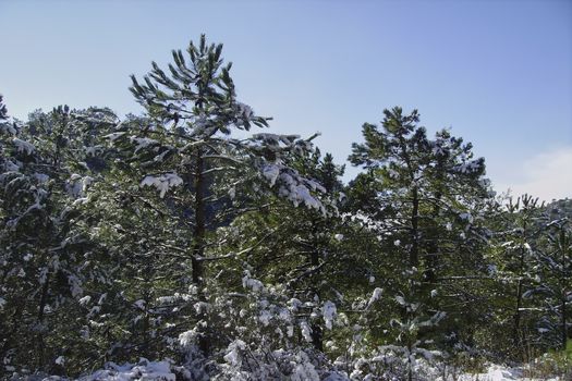 Snowy mountain landscape on a sunny day. Snowy trees and bright blue sky