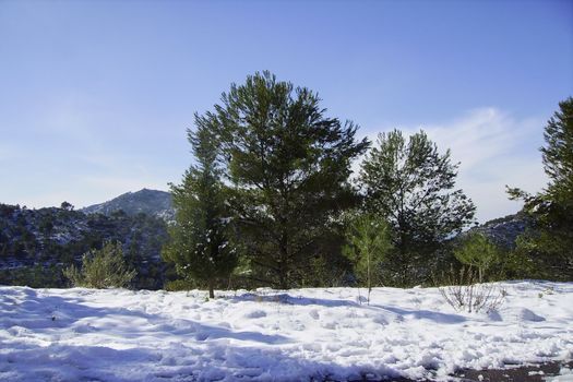 Snowy mountain landscape on a sunny day. Snowy trees and bright blue sky