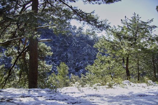 Snowy mountain landscape on a sunny day. Snowy trees and bright blue sky