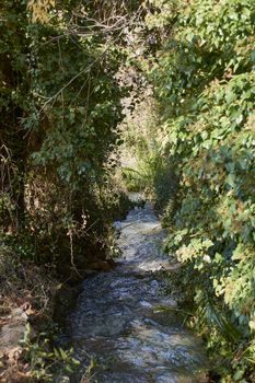 River of turbulent waters through the vegetation, cold silt, transparent water