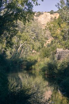 Stream with calm and transparent waters, vegetation and bright light