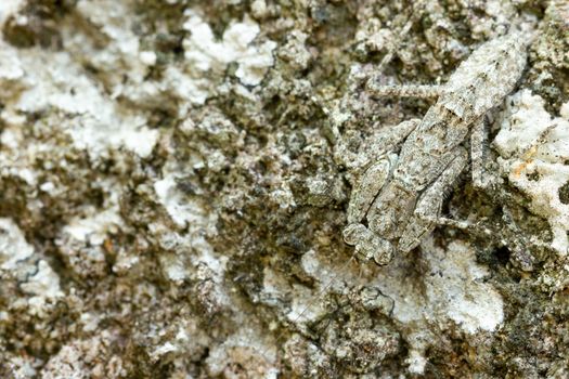 Praying Mantis on the rock in tropical forest. Mantis disguise or camouflage as a stone. Closeup and copy space.