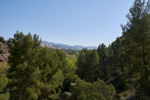 Mountain landscape with pine trees, blue sky, bright sky and pine trees