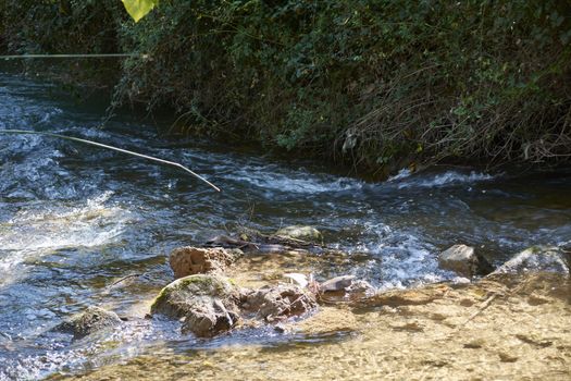 Stream with calm and transparent waters, small waterfall, vegetation and bright light