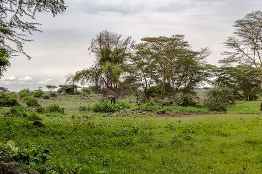 African tropical landscape in Amboseli national park in Kenya