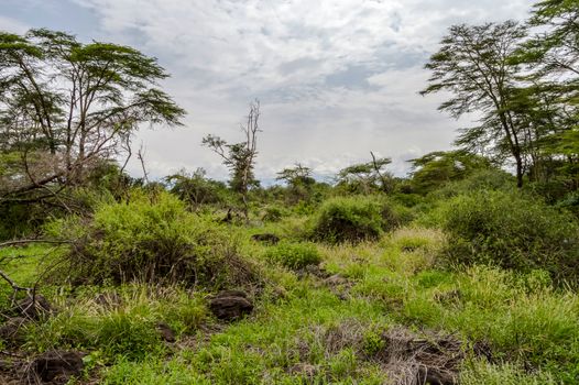African tropical landscape in Amboseli national park in Kenya