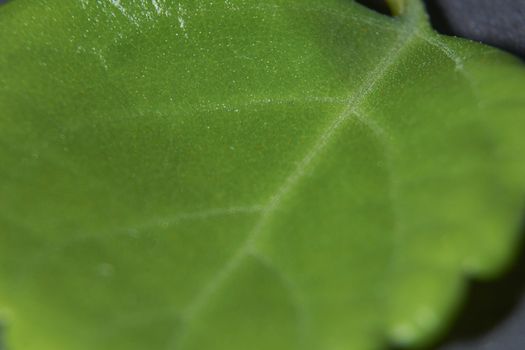 Small green leaf, close-up, macro, details