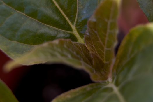 Small green leaf, close-up, macro, details