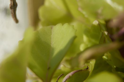 Small green leaf, close-up, macro, details