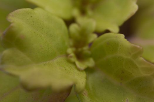 Small green leaf, close-up, macro, details