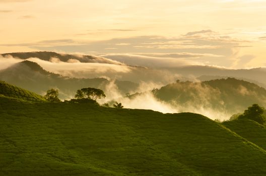 Sunrise view of tea plantation landscape at Cameron Highlands, Malaysia.