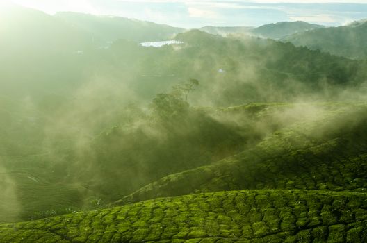 Sunrise view of tea plantation landscape at Cameron Highlands, Malaysia.