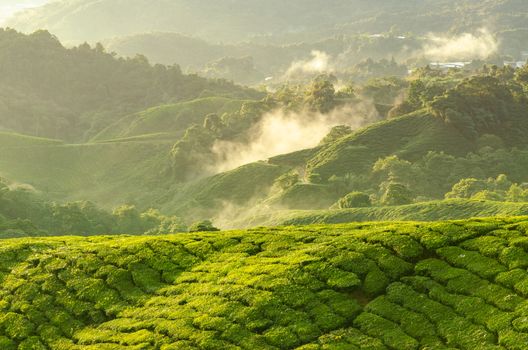 Sunrise view of tea plantation landscape at Cameron Highlands, Malaysia.