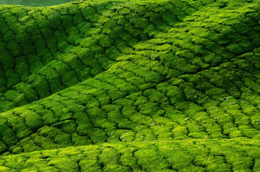 Tea plantation in row, Cameron Highland, Malaysia.