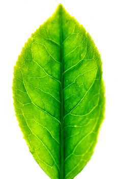 Close up tea leaf isolated on white background