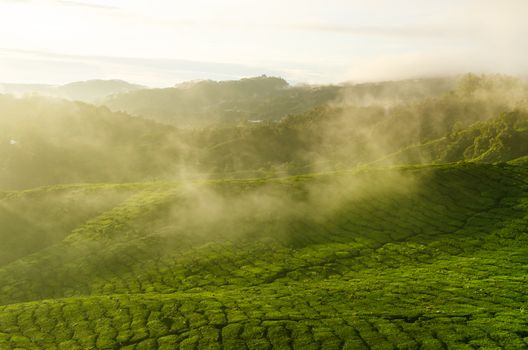 Sunrise view of tea plantation landscape at Cameron Highlands, Malaysia.
