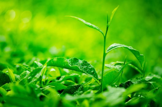 Tea leaf with plantation at the background, morning view.