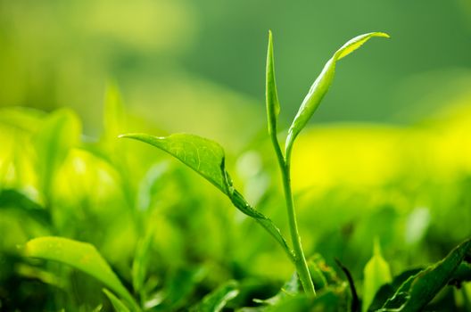 Tea leaf with plantation at the background, morning view.