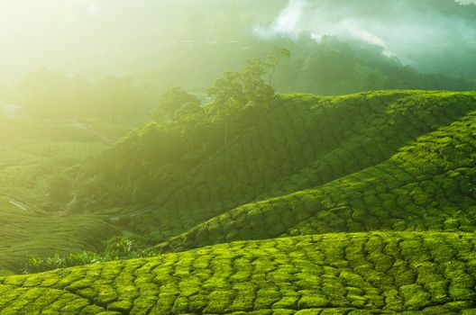 Tea Plantations at Cameron Highlands Malaysia. Sunrise in early morning with fog.