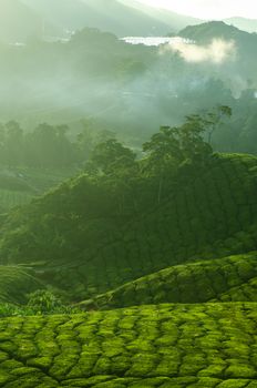 Tea Plantations at Cameron Highlands Malaysia. Sunrise in early morning with fog.