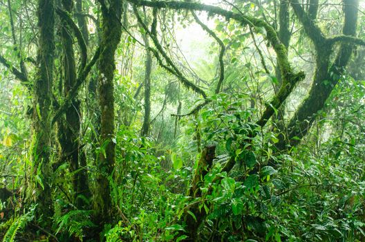 Mossy forest, cameron highlands Malaysia