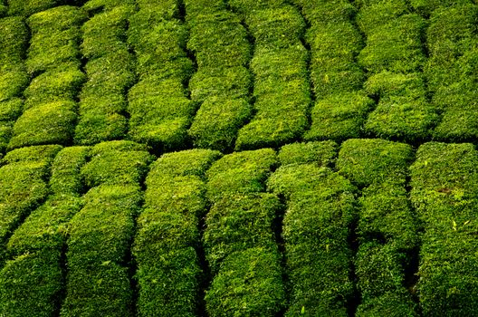 Tea plantation in row, Cameron Highland, Malaysia.