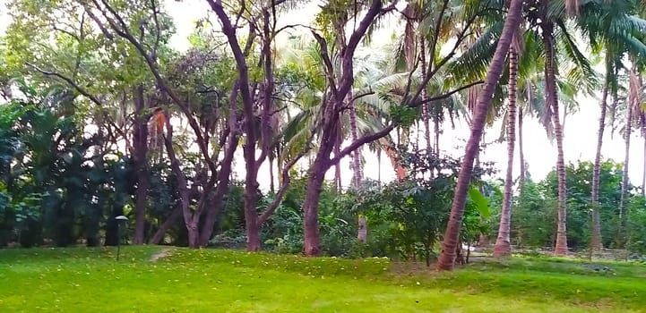 a green lawn in pune