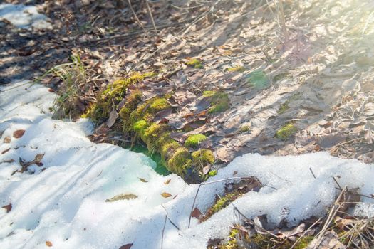 Melting snow with green moss and last year leaves at sunlight