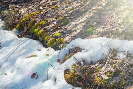 Melting snow with green moss and last year leaves at sunlight