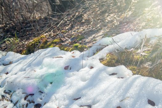 Melting snow with green moss and last year leaves at sunlight