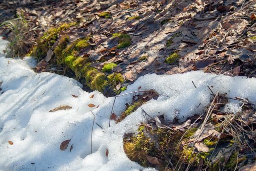 Melting snow with green moss and last year leaves at sunlight