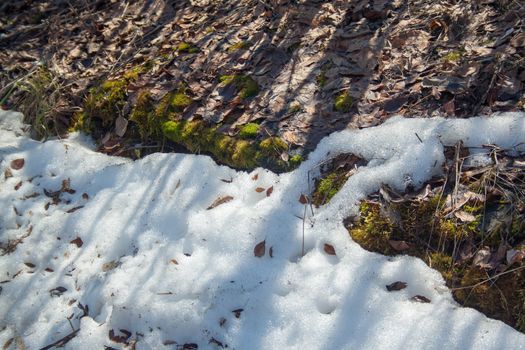 Melting snow with green moss and last year leaves at sunlight