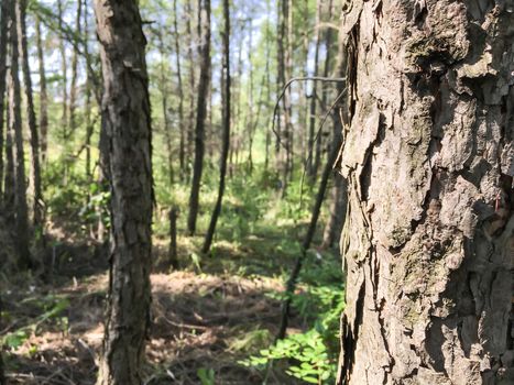 Pine tree close-up in the forest on sunny day with copyspace
