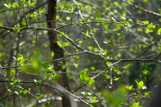 Green branches on sunny day in the forest