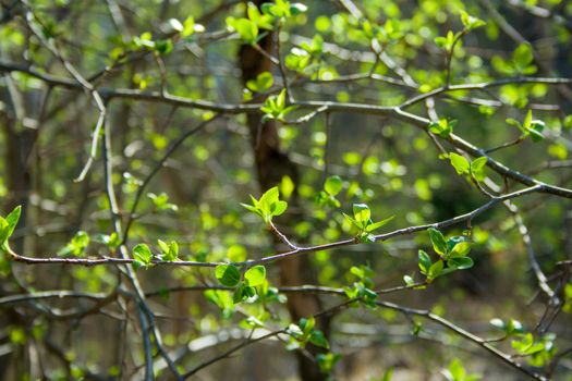 Green branches on sunny day in the forest