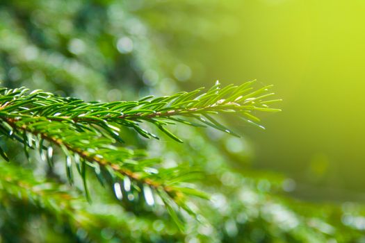 Green branches on sunny day in the forest