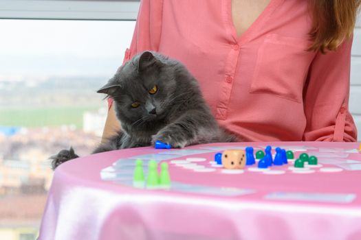 Home cat decided to play chips from a board game