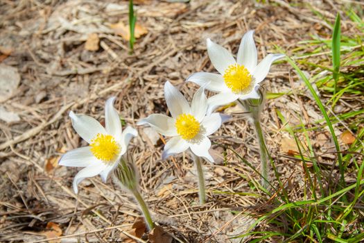 Beautiful spring white group of three flowers pulsatilla grows in the forest at spring day. Pulsatílla praténsis. White first spring flowers of may.