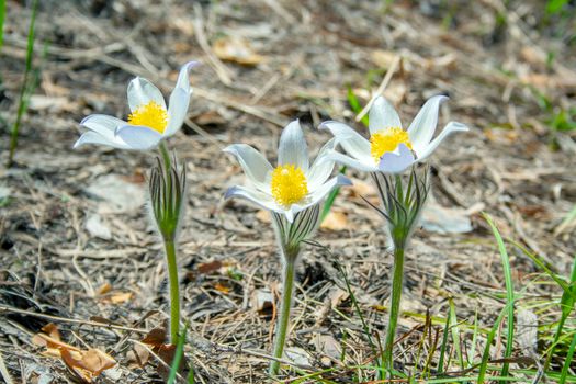 Beautiful spring white group of three flowers pulsatilla grows in the forest at spring day. Pulsatílla praténsis. White first spring flowers of may.