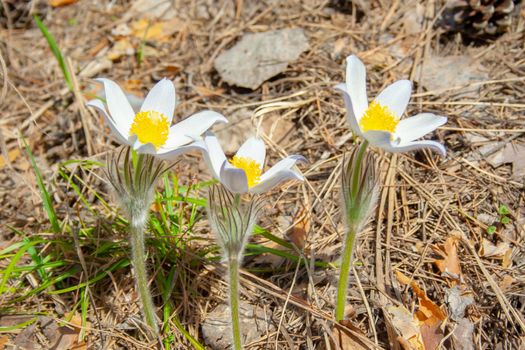 Beautiful spring white group of three flowers pulsatilla grows in the forest at spring day. Pulsatílla praténsis. White first spring flowers of may.