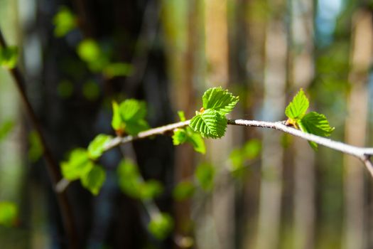 Fresh new green leaves of birch tree at sunny spring morning in the forest close up. Spring plants and trees. Bétula. Betulaceae. Betula pendula