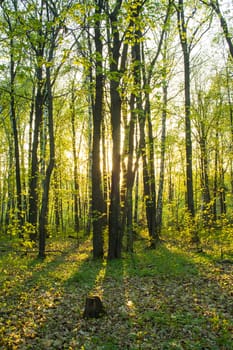 Beautiful evening sunset in the woods with sunrays. Summer forest sunset in orange colors, travel, outdoors. vertical