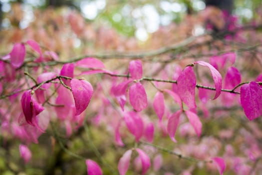 Autumn pink Leaves in the forest at cloudy day. Beautiful pink leaves