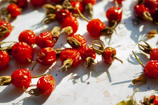 Many rose hips are dried in the sun macro close up. Healthy natural vitamin berries for tea. Natural medical antioxidant