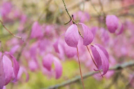 Autumn pink Leaves in the forest at cloudy day. Beautiful pink leaves